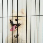 PawHut Дървена предпазна врата за кучета, 305 x 35,5 x 82 см - Image 13