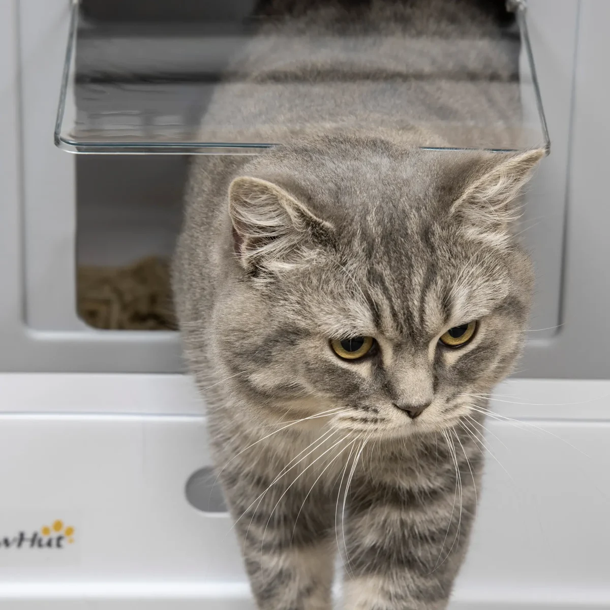 PawHut Котешка тоалетна с дъно и лъжичка, пластмаса, сива - Image 4