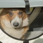 PawHut 70 см сгъваема чанта за домашни любимци, сива - Image 4