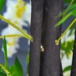 Outsunny Изкуствена Глициния 165 см - Image 7